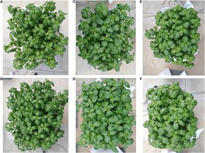 Morpho-Physiological Responses and Secondary Metabolites Modulation by Preharvest Factors of Three Hydroponically Grown Genovese Basil Cultivars